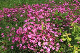 A sea of pink flowers – pure natural beauty  by Marcus de Man