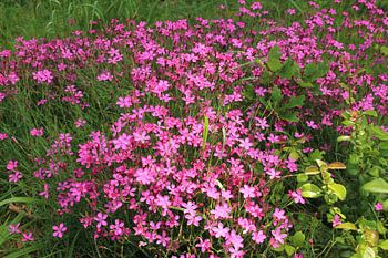 A sea of pink flowers – pure natural beauty 