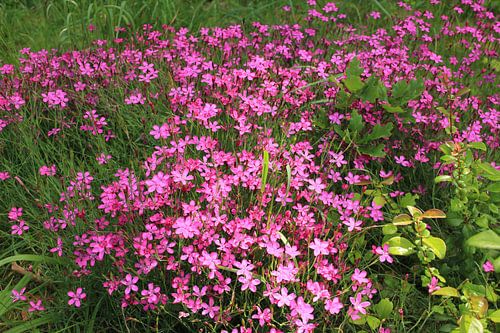 A sea of pink flowers – pure natural beauty 
