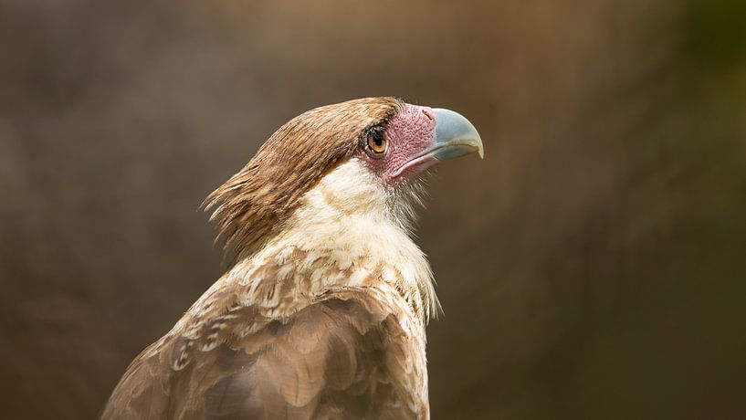 Musing caracara on Bonaire by Bas Ronteltap