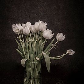 Tulpen von MvdVfotografie