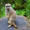 Waakzame meerkat op de uitkijk van Jose Lok
