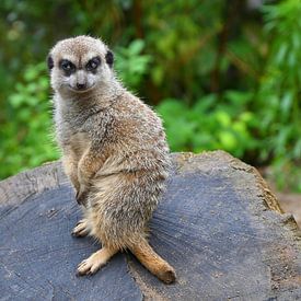 Watchful meerkat on the lookout by Jose Lok