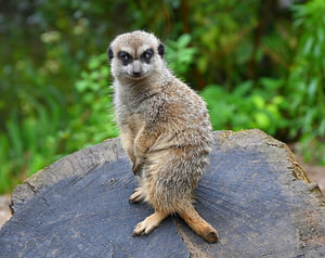 Waakzame meerkat op de uitkijk