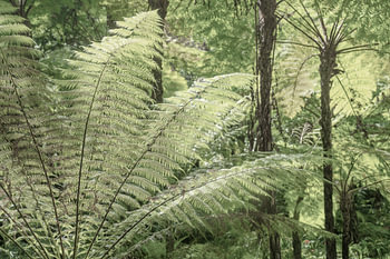 Botanical garden at Monserrate Palace in Sintra, Portugal art print - nature and travel photography