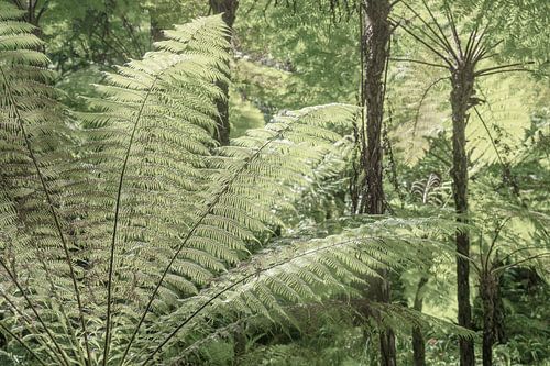 Jardin botanique du palais de Monserrate à Sintra, Portugal tirage d'art - photographie de nature et