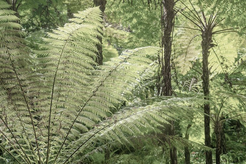 Botanical garden at Monserrate Palace in Sintra, Portugal art print - nature and travel photography by Christa Stroo photography