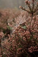 Spinnennetz in den Veluwe-Mooren