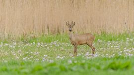 reebok von Frank van Middelkoop
