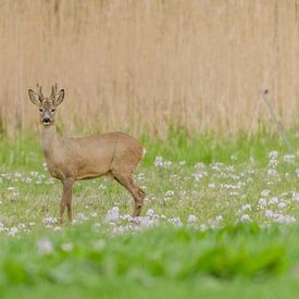 roebuck von Frank van Middelkoop