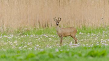 roebuck von Frank van Middelkoop