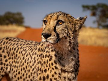 Cheetah after dinner in the Kalahari of Namibia by Patrick Groß