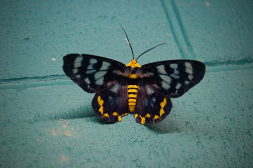 Butterfly Beauty: A Living Painting of Colours