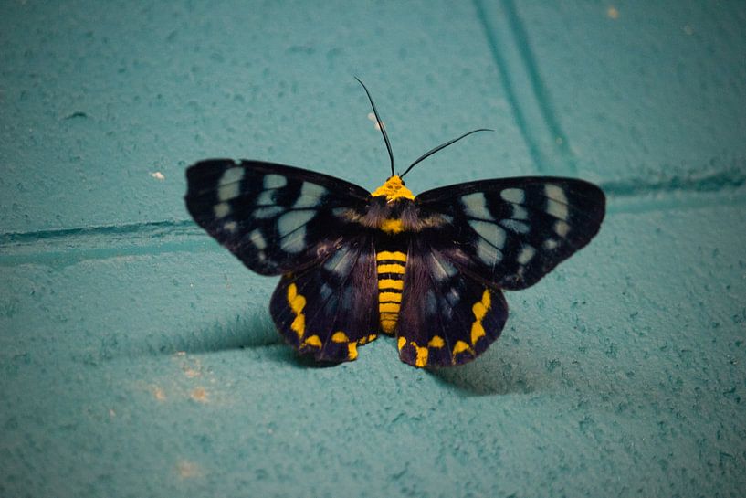 Butterfly Beauty: A Living Painting of Colours by Luke4327
