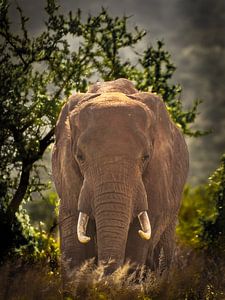 Olifant bij zonsondergang