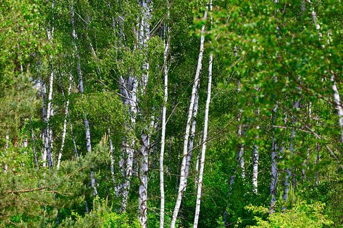 Birch forest