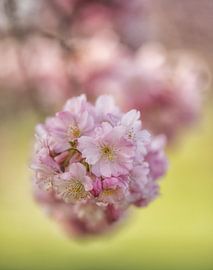 La beauté de Sakura sur Moetwil en van Dijk - Fotografie