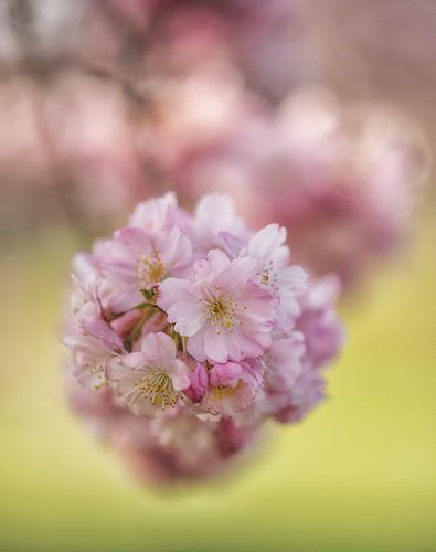 Sakura beauty