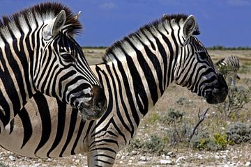 Stripes in unison - zebras in Etosha National Park by WeltReisender Magazin