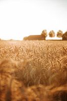 Grain