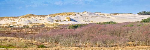 Dünenlandschaft Noordhollands Duinreservaat