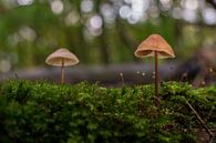 Pilz von Rando Kromkamp Miniaturansicht