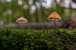 Mushroom by Rando Kromkamp