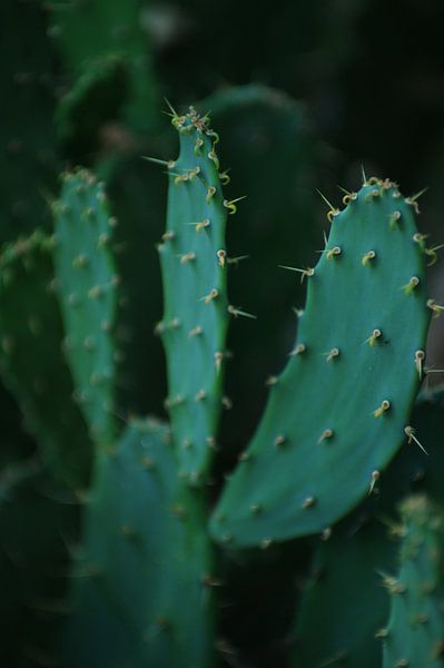 Cactus by Peter Broer