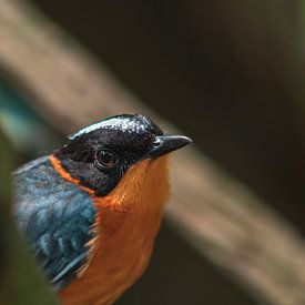 Vogel kijkend in de lens by Dennis Kluytmans