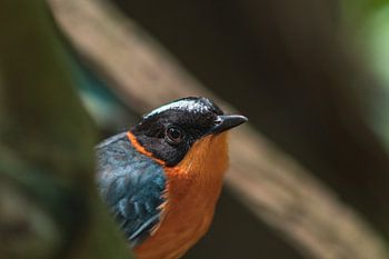 Vogel kijkend in de lens