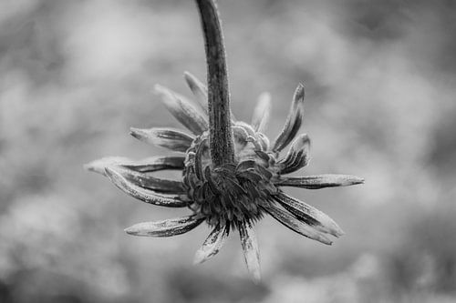 Koningin in zwart wit