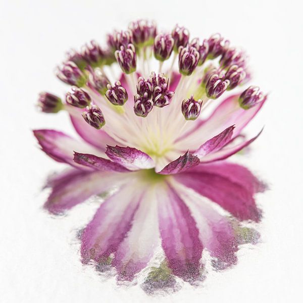 Square with picturesque reflection of a Zeeland button by Marjolijn van den Berg