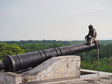 Monkey on a cannon