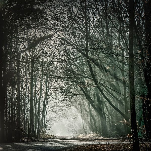 light in the wood by Freddy Hoevers