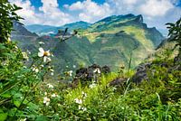 Fleurs dans les montagnes