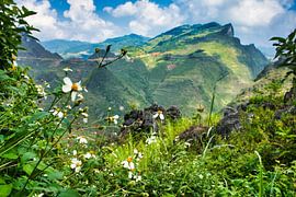 Flowers in the mountains by Bart Nikkels