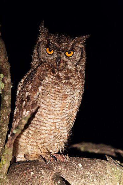 Fleckenuhu (Bubo africanus) von Dirk Rüter
