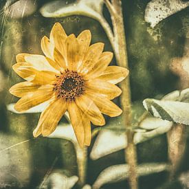 Sunflower Retro sur William Klerx