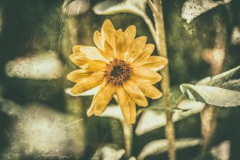 Sunflower Retro