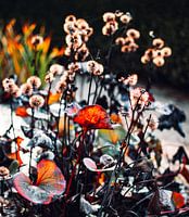 Fleurs d'automne