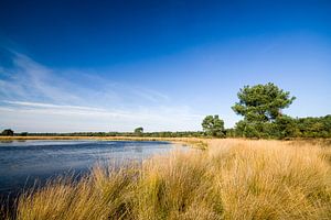 Strabrechtse heide van Joep de Groot