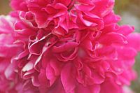 Große rosa Pfingstrose