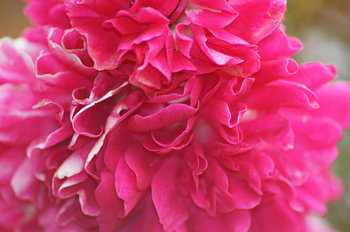 Grote roze pioenroos
