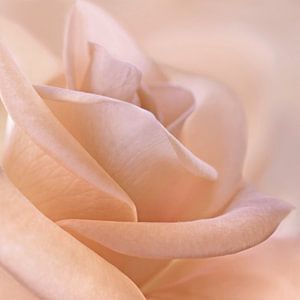 Zarte Rose
