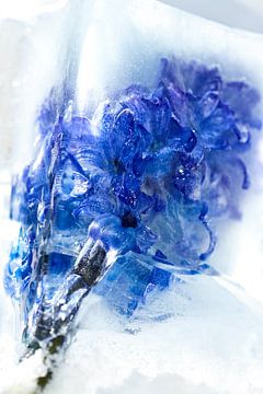 Frozen flower by Peter de Jong