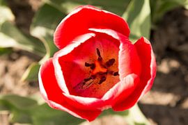 Tulp by Kerstin Lotze