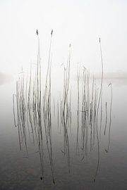 silence sur David Ahern