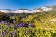 Sieradenlelies in de buurt van Sao Vicente op Madeira van Werner Dieterich thumbnail