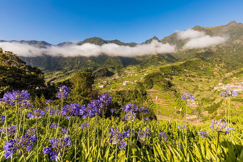 Jewelry lilies near Sao Vicente in Madeira by Werner Dieterich