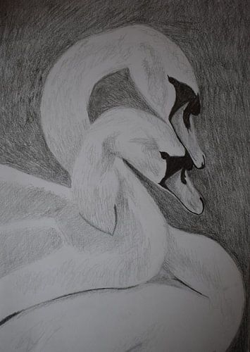Tekening van twee verliefde zwanen, in zwart-wit